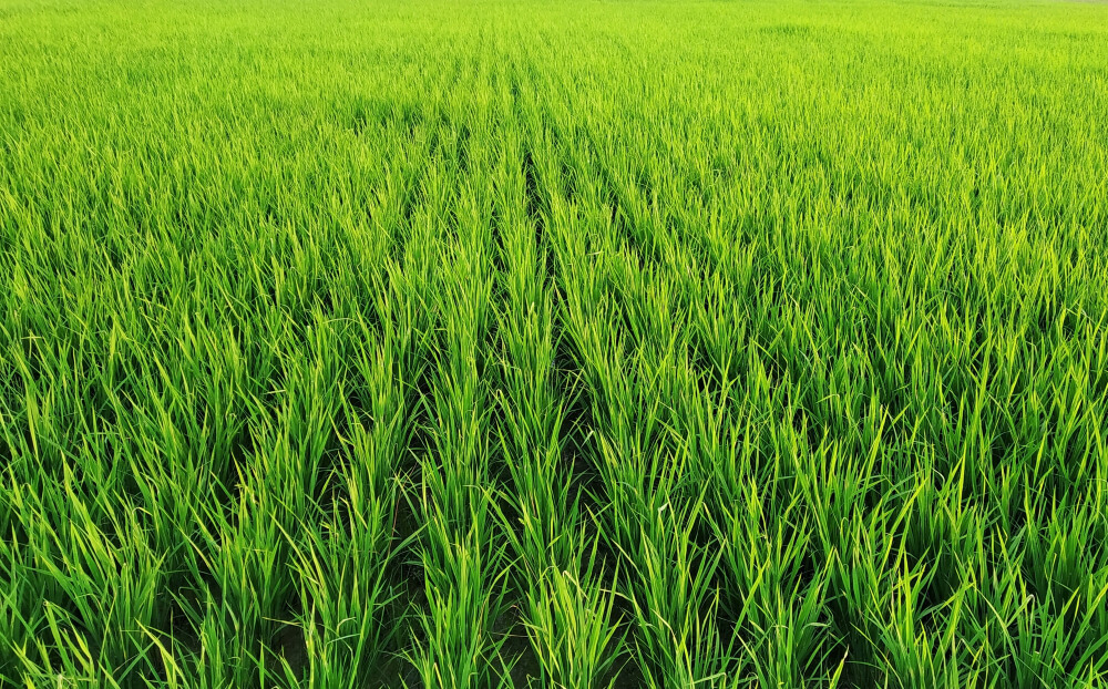 crop field