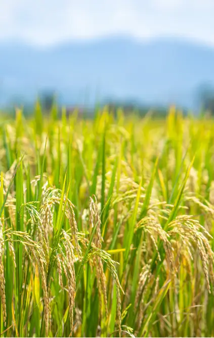 crop field